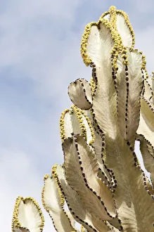 euphorbia candelabrum, candelabra tree, yellow subject euphorbia candelabrum, candelabra tree, yellow subject