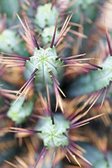 Euphorbia enopla, Euphorbia, Pincushion Euphorbia Euphorbia enopla, Euphorbia, Pincushion Euphorbia