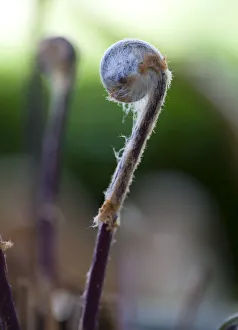 fern, osmunda regalis fern, osmunda regalis