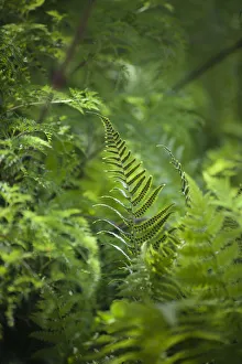 Fern, Ostrich fern, Shuttlecock fern, Matteuccia struthiopteris Fern, Ostrich fern, Shuttlecock fern, Matteuccia struthiopteris
