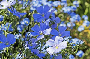 Perennial Flax Print - Linum perenne