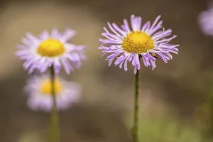 Fleabane, Aspen fleabane, Erigeron speciosus. Daisy like flowers with narrow Fleabane, Aspen fleabane, Erigeron speciosus. Daisy like flowers with narrow
