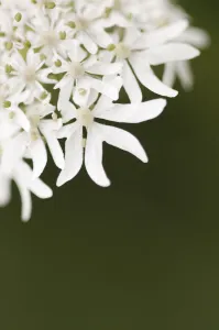 Flower head White Green View Front Outdoor Orientation Vertical Flower head White Green View Front Outdoor Orientation Vertical