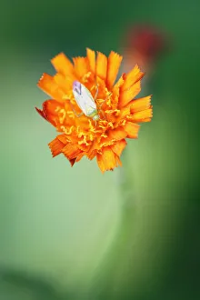 Hieracium aurantiacum, Orange Hawkweed