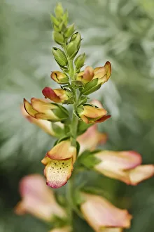 Foxglove, Digitalis Illumination Chelsea Gold Foxglove, Digitalis Illumination Chelsea Gold