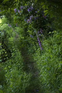Foxglove Print: Digitalis purpurea Garden Scene