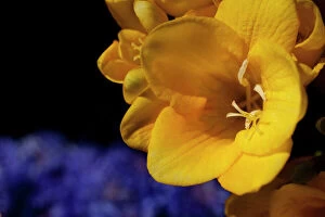 Images Dated 14th September 2017: Freesia, Close up of yellow coloured flower growing outdoor