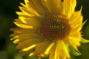 Gaillardia Gallery: Gaillardia, Close up of yellow coloured flower growing outdoor