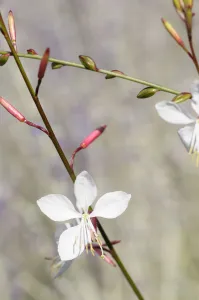 Gaura, Gaura, Gaura lindheimeri Whirling butterflies Gaura, Gaura, Gaura lindheimeri Whirling butterflies