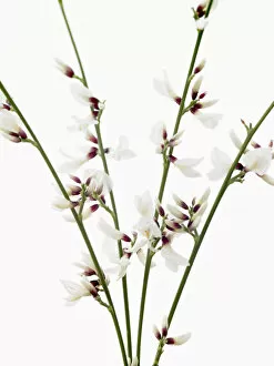 Some Gallery: genista monosperma, white broom