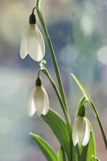 Wild Turkey Gallery: Giant Galanthus