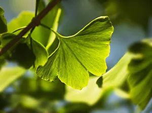 Gingko, Maidenhair tree, Gingko biloba, close up of leaves growing on the tree Gingko, Maidenhair tree, Gingko biloba, close up of leaves growing on the tree