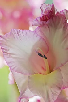 Gladiolus, Gladiolus x hortulanus Priscilla, Close view of of pink edged white flower Gladiolus, Gladiolus x hortulanus Priscilla, Close view of of pink edged white flower
