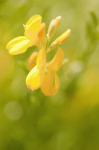 Glaucous scorpion-vetch Coronilla valentina subsp. glauca Glaucous scorpion-vetch Coronilla valentina subsp. glauca