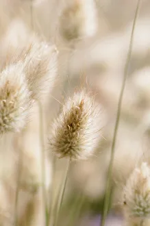 Grass, HareIs tail grass, Lagurus ovatus, Close view of the fluffy flowers Grass, HareIs tail grass, Lagurus ovatus, Close view of the fluffy flowers