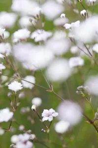Gypsophila Rosenschlier White Annual Flowering season Summer Gypsophila Rosenschlier White Annual Flowering season Summer