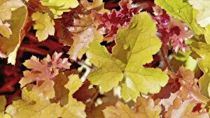 Some Gallery: heuchera marmalade, coral bells, mixed colours subject