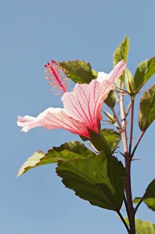 Hibiscus Pink Blue Flowering season Summer Plant Hibiscus Pink Blue Flowering season Summer Plant