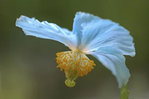 Himalayan blue poppy, Meconopsis, Meconopsis baileyi Himalayan blue poppy, Meconopsis, Meconopsis baileyi