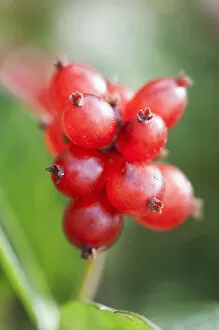 Images Dated 29th August 2014: honeysuckle berries