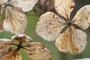 hydrangea, hydrangea macrophylla mariesii perfecta hydrangea, hydrangea macrophylla mariesii perfecta