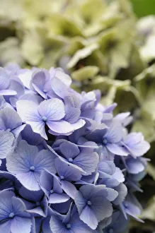 Hydrangea Macrophylla Prints: Hydrangea, Lacecap hydrangea, Hydrangea, Hydrangea macrophylla Amethyst