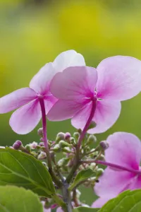hydrangea macrophylla, hydrangea, lacecap hydrangea hydrangea macrophylla, hydrangea, lacecap hydrangea