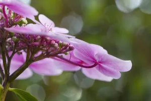 Hydrangea macrophylla Print - Pink Lacecap Hydrangea