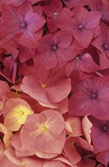 Hydrangea macrophylla Niedersachsen'. Close up of part of pink flower head of mophead Hydrangea macrophylla Niedersachsen'. Close up of part of pink flower head of mophead