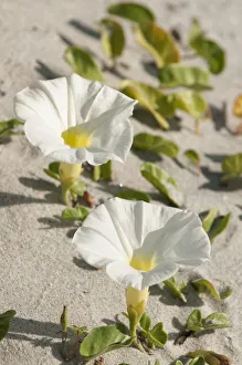 ipomoea imperati, beach morning-glory, white subject ipomoea imperati, beach morning-glory, white subject