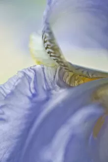 Iris, Bearded iris