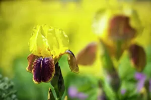 Iris, Bearded iris, Iris Rajah, A single flower showing the yellow upright petals