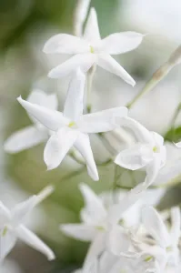 Jasmine Jasminum polyanthum White Shrub Climber Jasmine Jasminum polyanthum White Shrub Climber