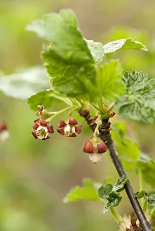 Jostaberry, Ribes x nidigrolaria , growing on the plant Jostaberry, Ribes x nidigrolaria , growing on the plant