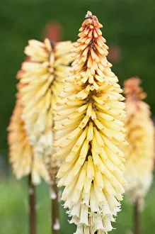 kniphofia tawny king, red hot poker, orange subject kniphofia tawny king, red hot poker, orange subject