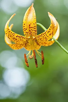 lilium bellingham group iv, lily, orange subject lilium bellingham group iv, lily, orange subject