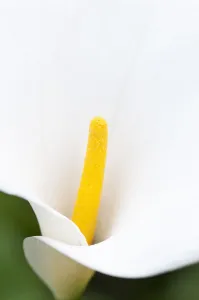 Lily Arum lily Calla lily Zantedeschia aethiopica Lily Arum lily Calla lily Zantedeschia aethiopica