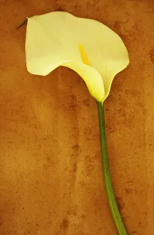 Lily, Arum lily, Zantedeschia aethiopica Crowborough Lily, Arum lily, Zantedeschia aethiopica Crowborough