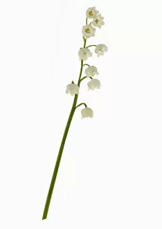 Images Dated 23rd April 2013: lily-of-the-valley, convallaria majalis