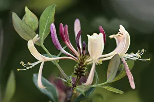 lonicera periclymenum, honeysuckle, cream subject lonicera periclymenum, honeysuckle, cream subject