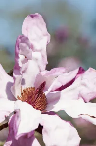 magnolia, magnolia sprengeri var. diva eric savill magnolia, magnolia sprengeri var. diva eric savill