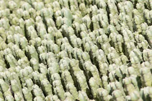 mammillaria spinosissima, cactus, pincushion cactus, green subject mammillaria spinosissima, cactus, pincushion cactus, green subject