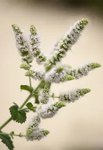 mentha suaveolens, mint, apple mint, white subject mentha suaveolens, mint, apple mint, white subject