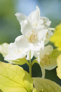 Mock orange, Philadelphus coronarius Aureus Mock orange, Philadelphus coronarius Aureus