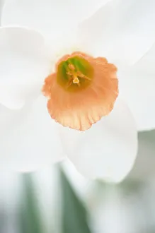 Narcissus Diamond Jubilee Narcissus Diamond Jubilee