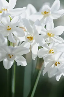 narcissus paperwhite narcissus paperwhite