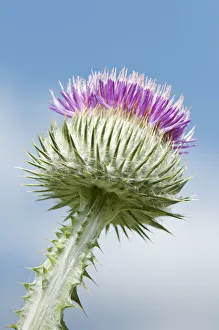 onopordum acanthium, thistle, scotch thistle, cotton thistle, purple subject onopordum acanthium, thistle, scotch thistle, cotton thistle, purple subject