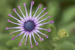 Images Dated 3rd July 2014: Osteopernum, African daisy, Osteospermum Pink Whirls, Overhead view of one pink flower