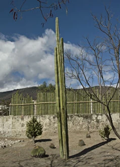 Some Gallery: pachycereus marginatus, cactus, mexican fence post cactus