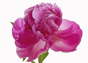 paeonia cultivar, peony, pink subject, white background paeonia cultivar, peony, pink subject, white background